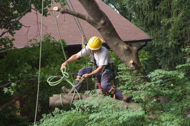 Best Hedge Trimming  in St James, MO